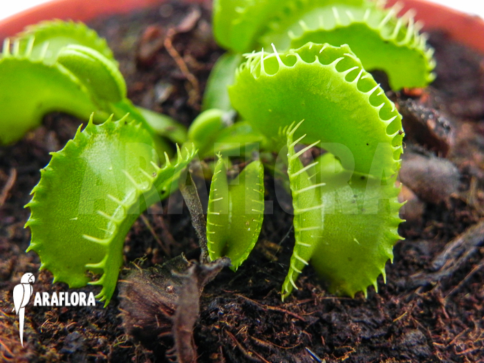 Dionaea muscipula &lsquo;Werewolf Ara&rsquo;