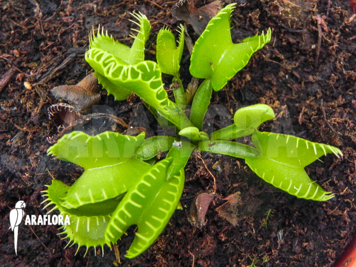 Dionaea muscipula &lsquo;Werewolf Ara&rsquo;