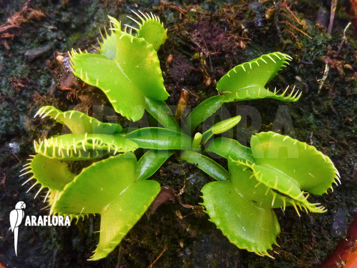 Dionaea muscipula &lsquo;Werewolf Ara&rsquo;