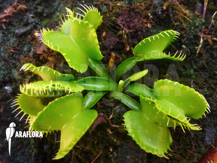 Dionaea muscipula &lsquo;Werewolf Ara&rsquo;