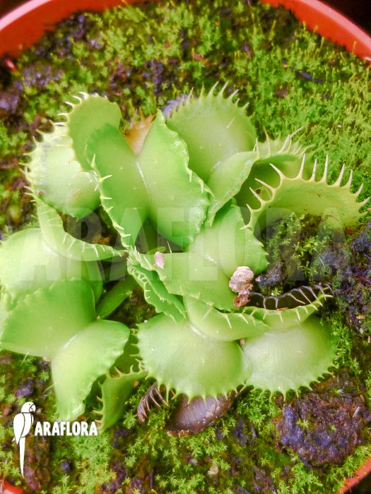 Dionaea muscipula &lsquo;Werewolf Ara&rsquo;