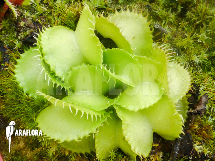 Dionaea muscipula &lsquo;Werewolf Ara&rsquo;