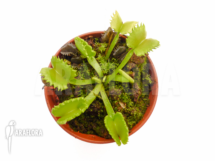 Dionaea muscipula &lsquo;Werewolf&rsquo; &lsquo;Starter&rsquo;