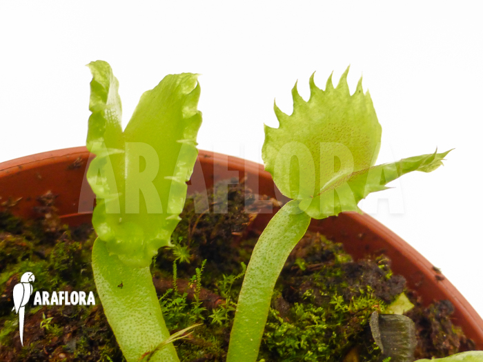 Dionaea muscipula &lsquo;Werewolf&rsquo; &lsquo;Starter&rsquo;