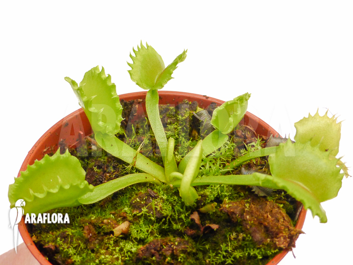Dionaea muscipula &lsquo;Werewolf&rsquo; &lsquo;Starter&rsquo;