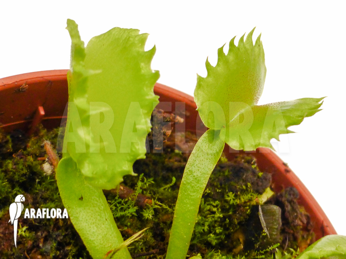 Dionaea muscipula &lsquo;Werewolf&rsquo; &lsquo;Starter&rsquo;