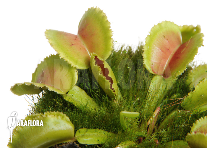 Dionaea muscipula &lsquo;Whale&rsquo;