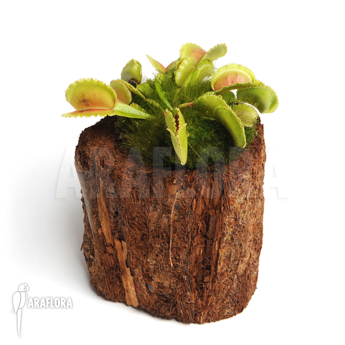 Dionaea muscipula &lsquo;Whale&rsquo;