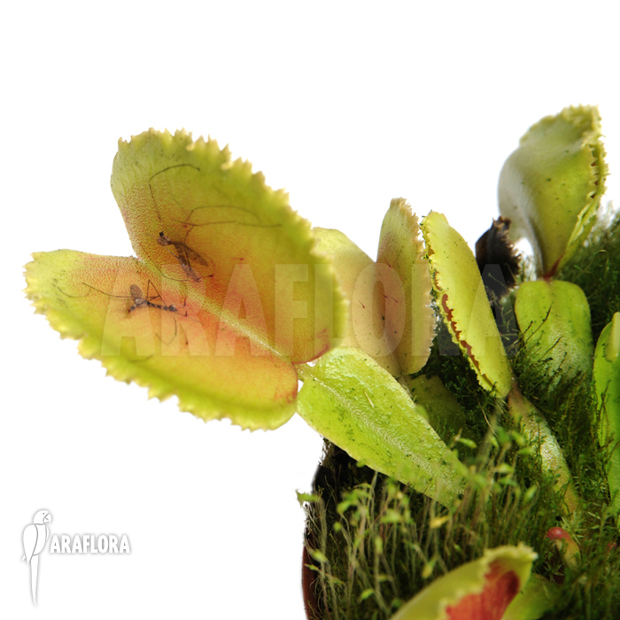 Dionaea muscipula &lsquo;Whale&rsquo;