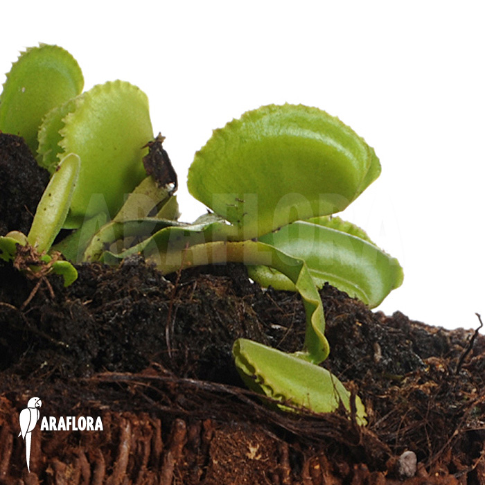 Dionaea muscipula &lsquo;Whale&rsquo;