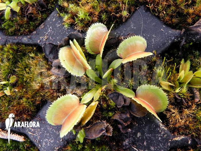 Dionaea muscipula &lsquo;Whale&rsquo; &lsquo;Starter&rsquo;