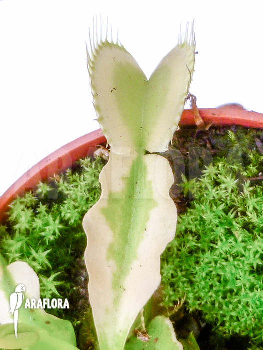 Dionaea muscipula White cringo