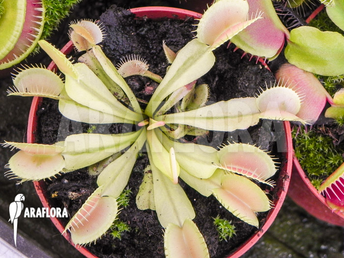 Dionaea muscipula &lsquo;White green&rsquo;