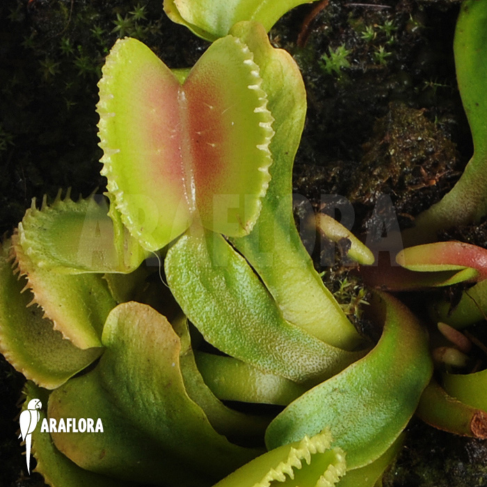Dionaea muscipula &lsquo;Wiki&rsquo;