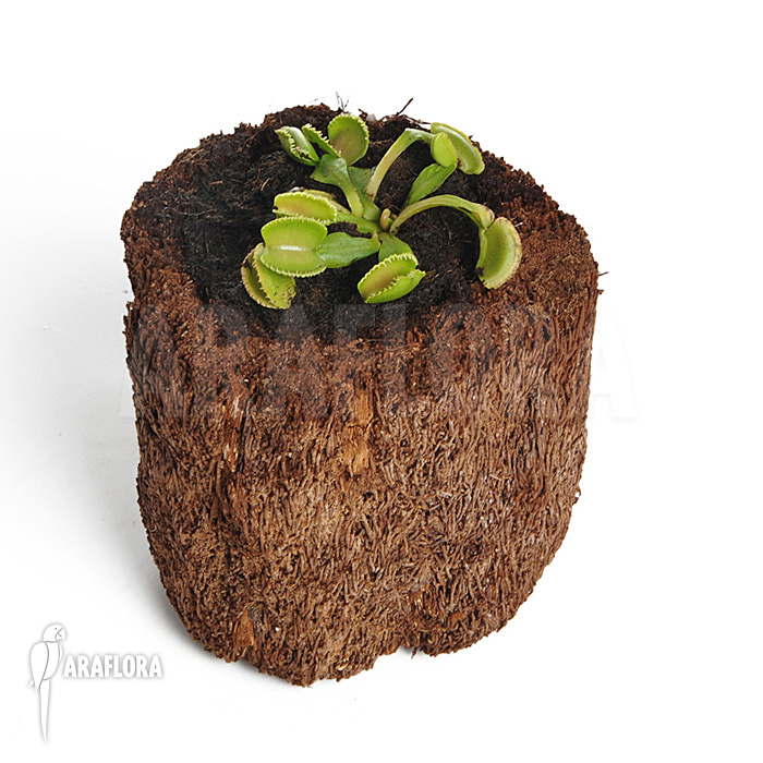 Dionaea muscipula &lsquo;Wiki&rsquo;