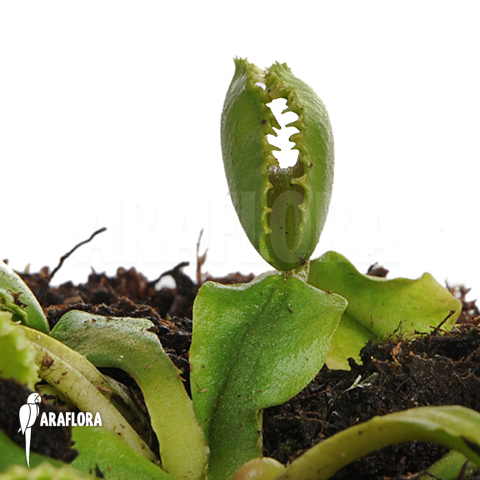 Dionaea muscipula &lsquo;Wiki&rsquo;