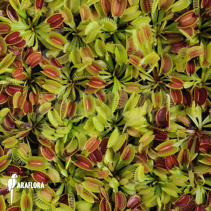 Dionaea muscipula &lsquo;Young plants&rsquo;