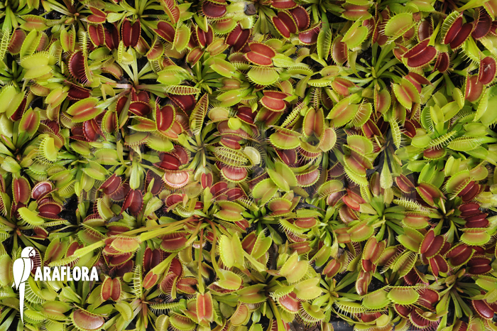 Dionaea muscipula &lsquo;Young plants&rsquo;