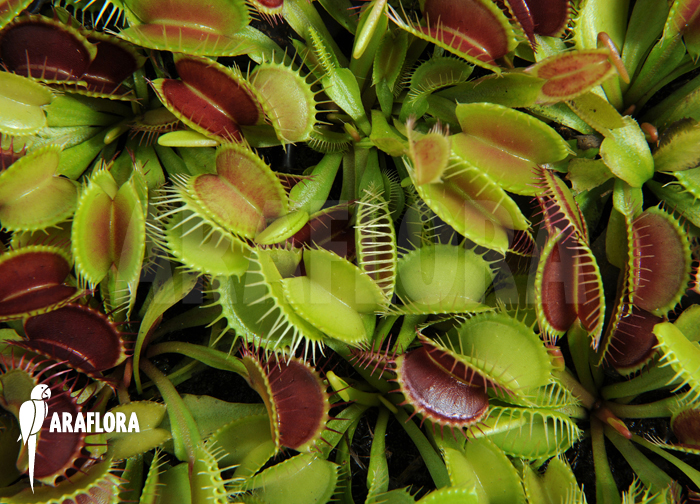 Dionaea muscipula &lsquo;Young plants&rsquo;