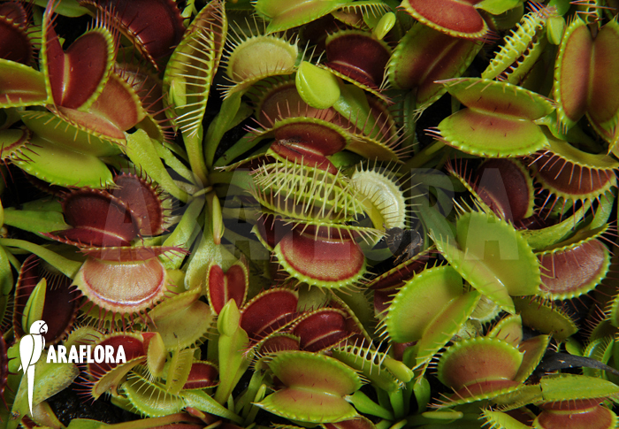 Dionaea muscipula &lsquo;Young plants&rsquo;