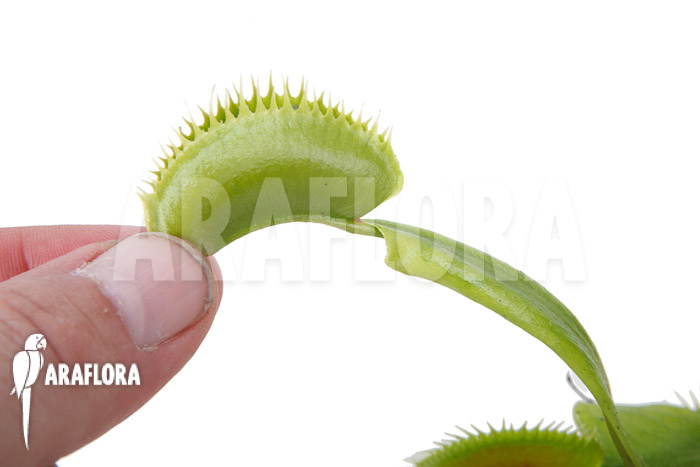 Dionaea muscipula &lsquo;la grosse a gui gui&rsquo;
