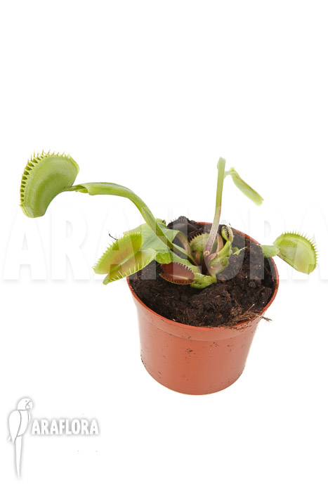 Dionaea muscipula &lsquo;Spotlight&rsquo;