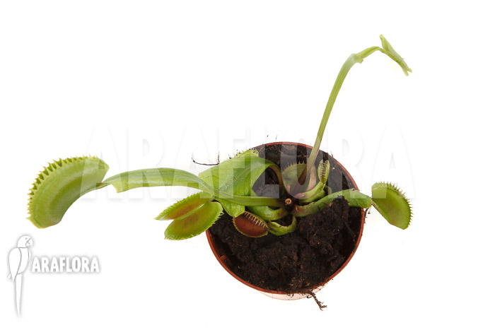 Dionaea muscipula &lsquo;la grosse a gui gui&rsquo;