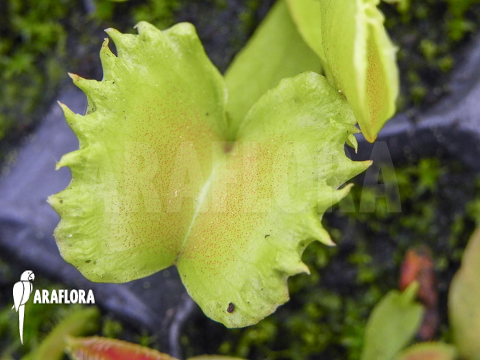 Dionaea muscipula &lsquo;Werewolf&rsquo;