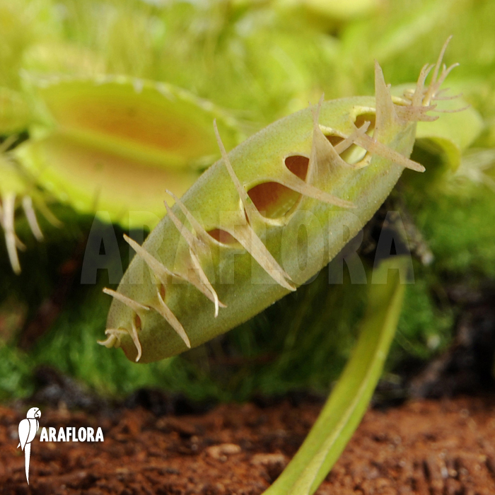Dionaea muscipula &lsquo;Fuzed tooth B&rsquo;