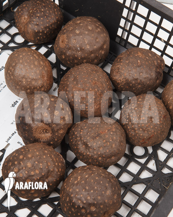 Dioscorea bulbifera &lsquo;L&rsquo;