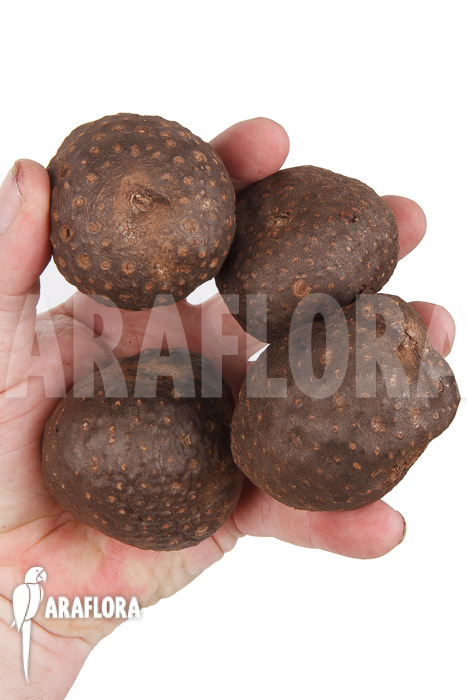 Dioscorea bulbifera &lsquo;L&rsquo;