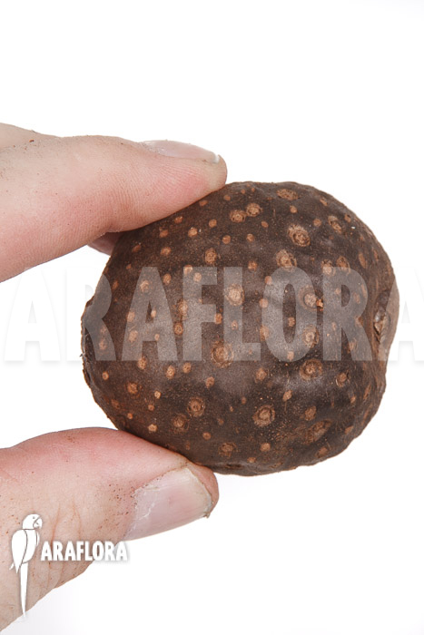 Dioscorea bulbifera &lsquo;L&rsquo;