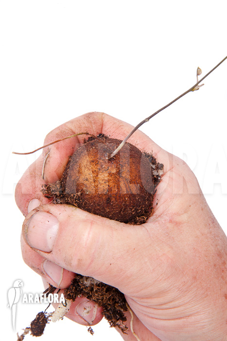 Dioscorea elephantipes &lsquo;S&rsquo;