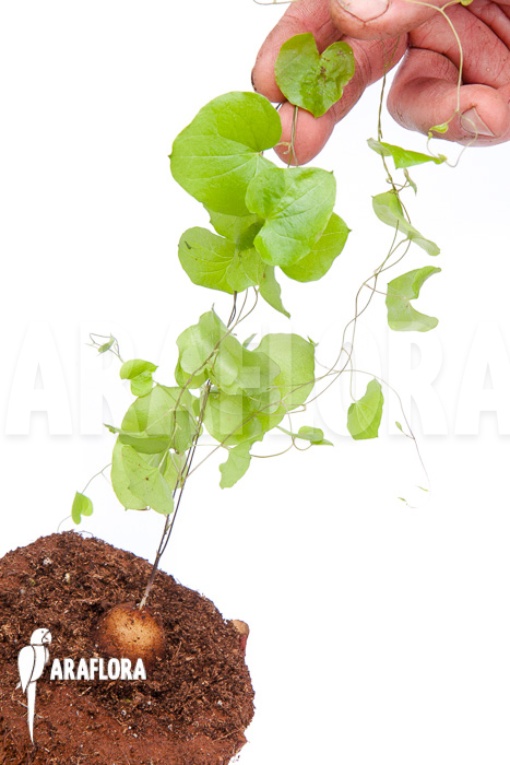 Dioscorea elephantipes &lsquo;S&rsquo;