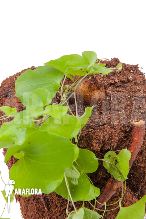 Dioscorea elephantipes &lsquo;S&rsquo;