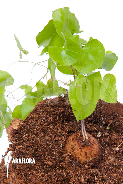 Dioscorea elephantipes &lsquo;S&rsquo;