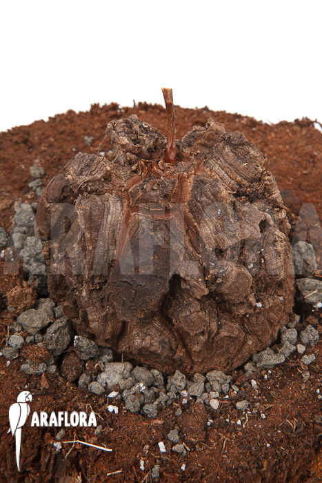 Dioscorea elephantipes var montana