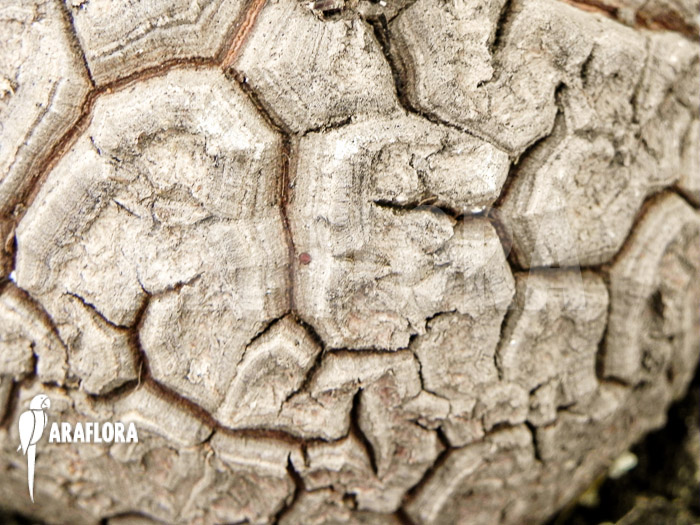 Dioscorea macrostachya &lsquo;M&rsquo;