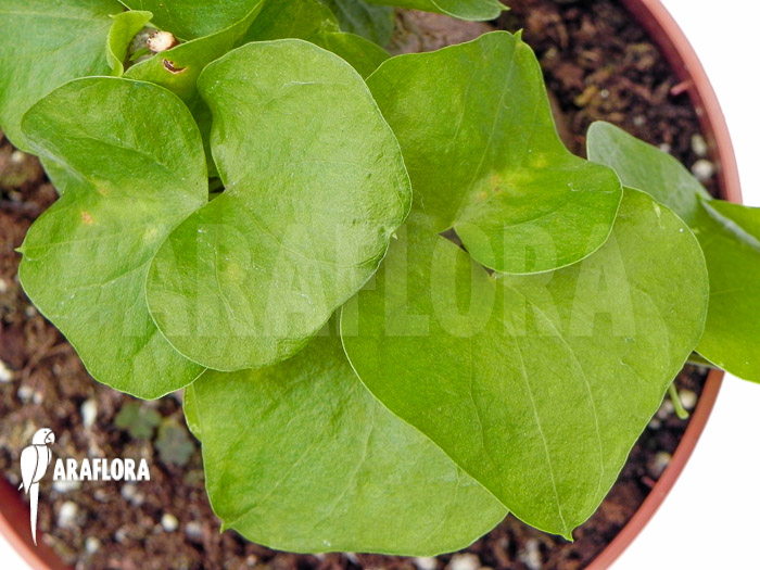 Dioscorea macrostachya &lsquo;M&rsquo;