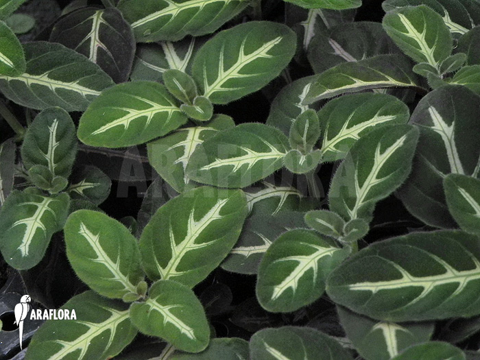 Dipteracanthus devosianus