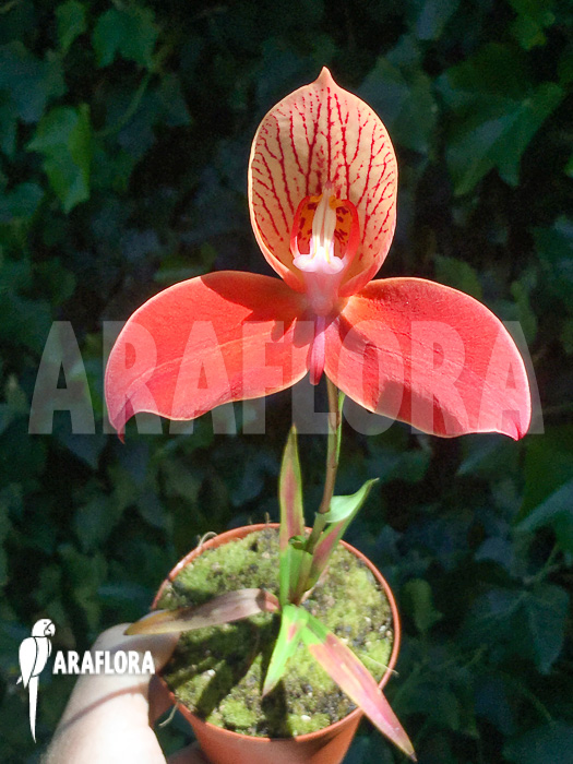 Disa uniflora