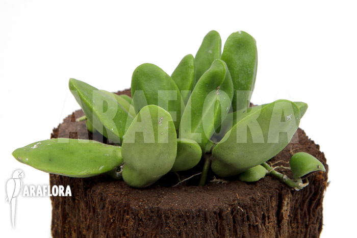 Dischidia major &lsquo;L&rsquo;