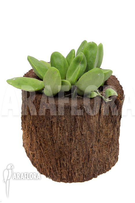 Dischidia major &lsquo;L&rsquo;