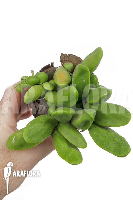 Dischidia major &lsquo;L&rsquo;