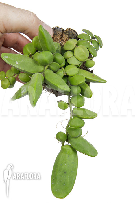 Dischidia major &lsquo;L&rsquo;