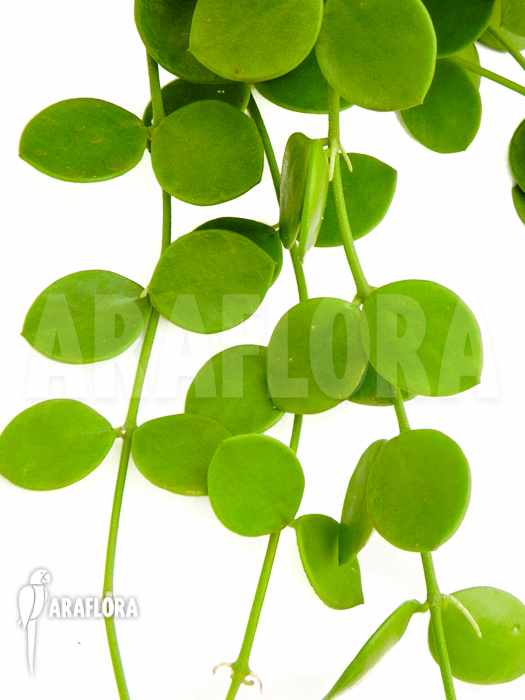 Dischidia nummularia