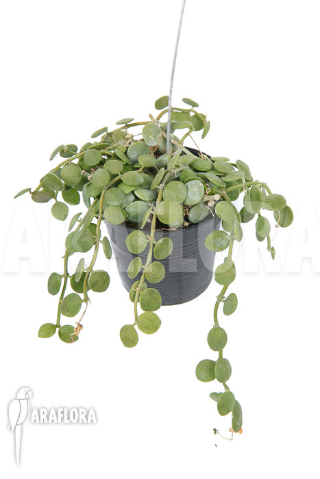 Dischidia nummularia &lsquo;Button&rsquo;