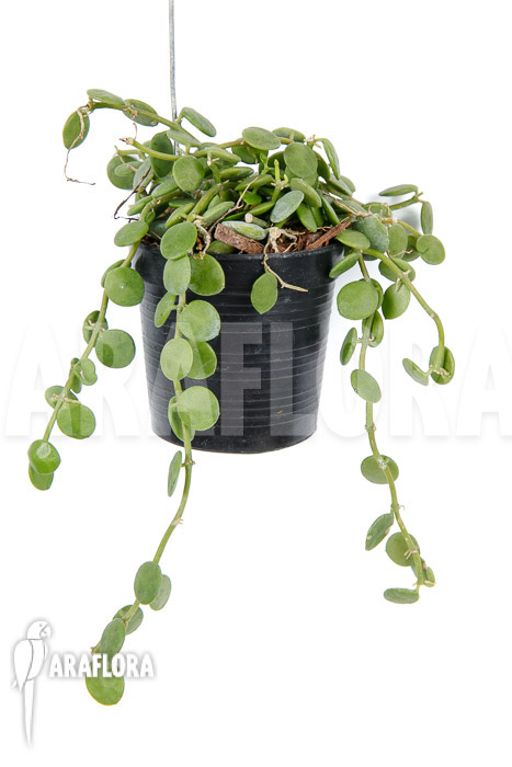 Dischidia nummularia &lsquo;Button&rsquo;