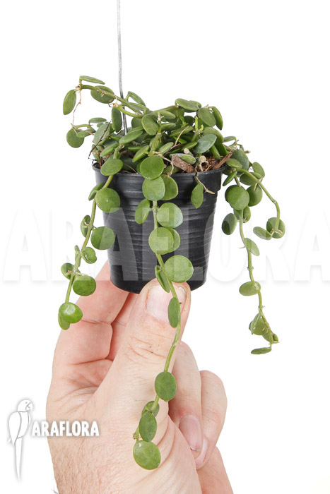 Dischidia nummularia &lsquo;Button&rsquo;