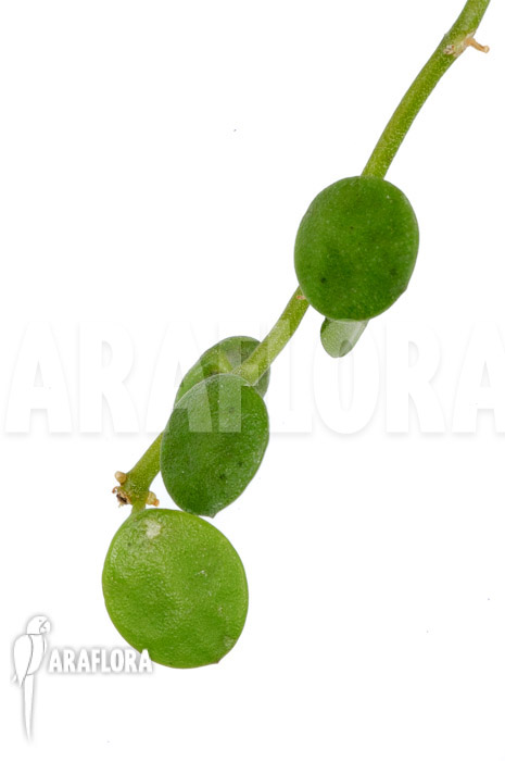 Dischidia nummularia &lsquo;Button&rsquo;